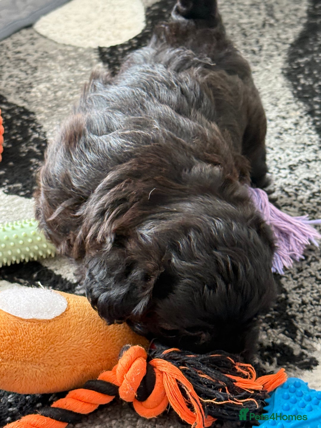 Maltipoo dogs for sale: Outstanding Malshipoo puppies - Image 23