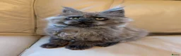 Maine Coon cats for sale: Gorgeous Registered Maine Coon Kittens  - Advert 12