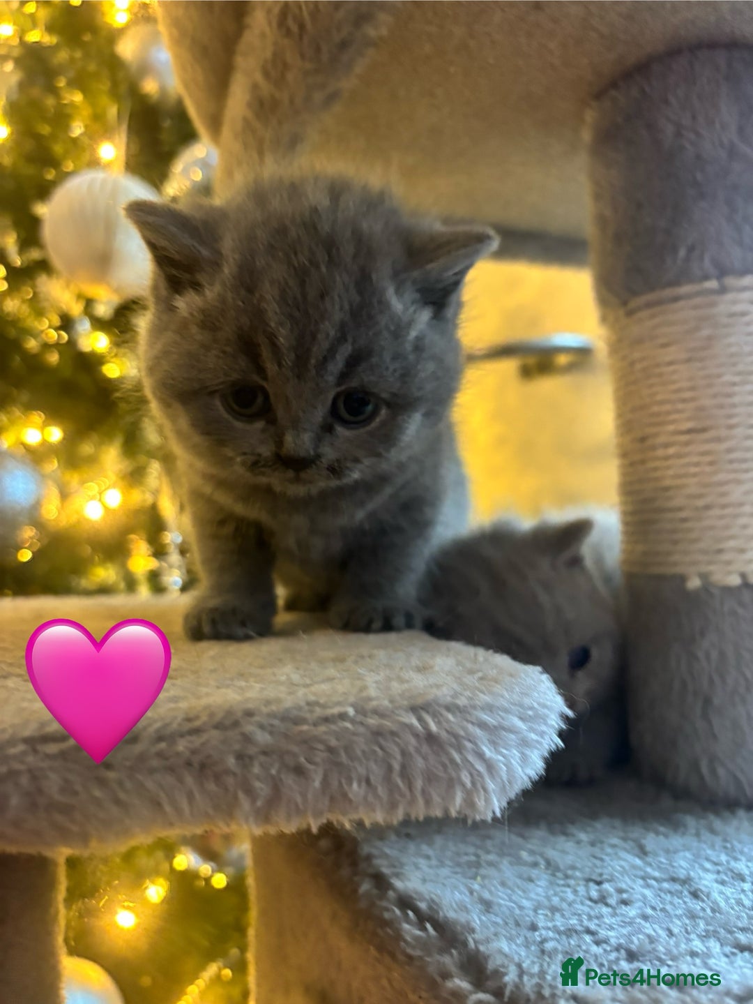 British Shorthair cats for sale: British Shorthair kittens  - Advert 2