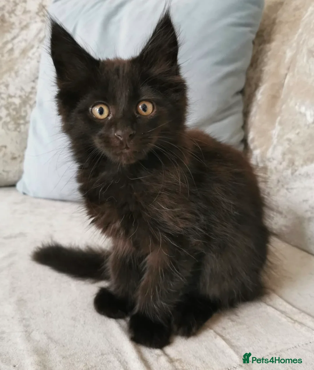 Maine Coon cats for sale: Black Maine Coon Kittens - Advert 1