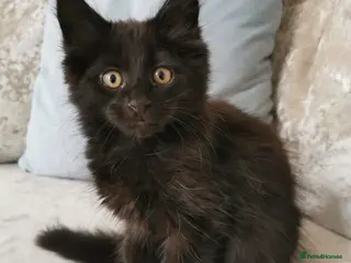 Maine Coon cats Black Maine Coon Kittens - Advert 1