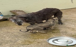 Irish Wolfhound dogs for sale: Irish wolfhound puppies - Image 19