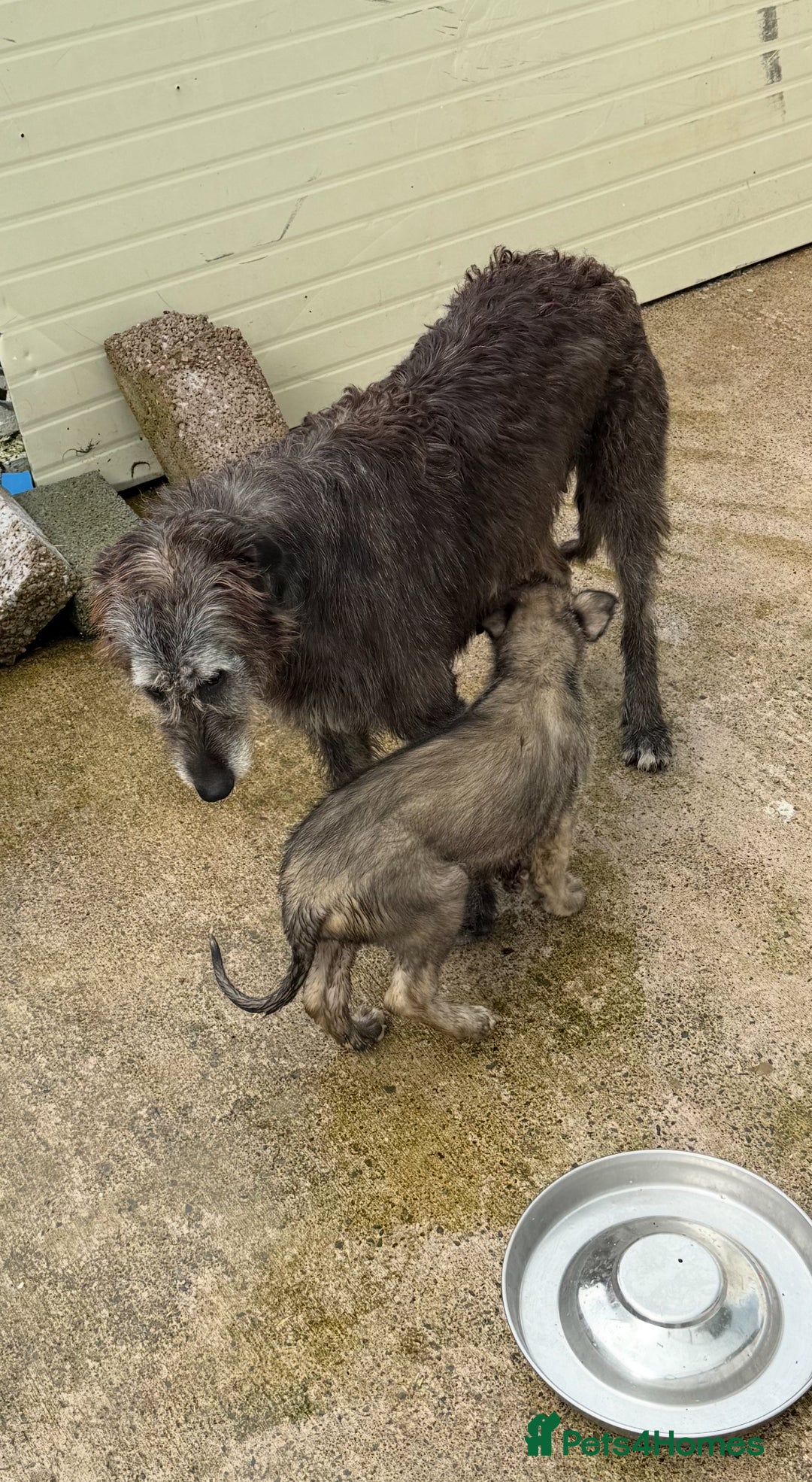 Irish Wolfhound dogs for sale: Irish wolfhound puppies - Image 19