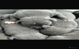 Staffordshire Bull Terrier dogs for stud: (ROCKY) rezevoire prince amond  - Image 8