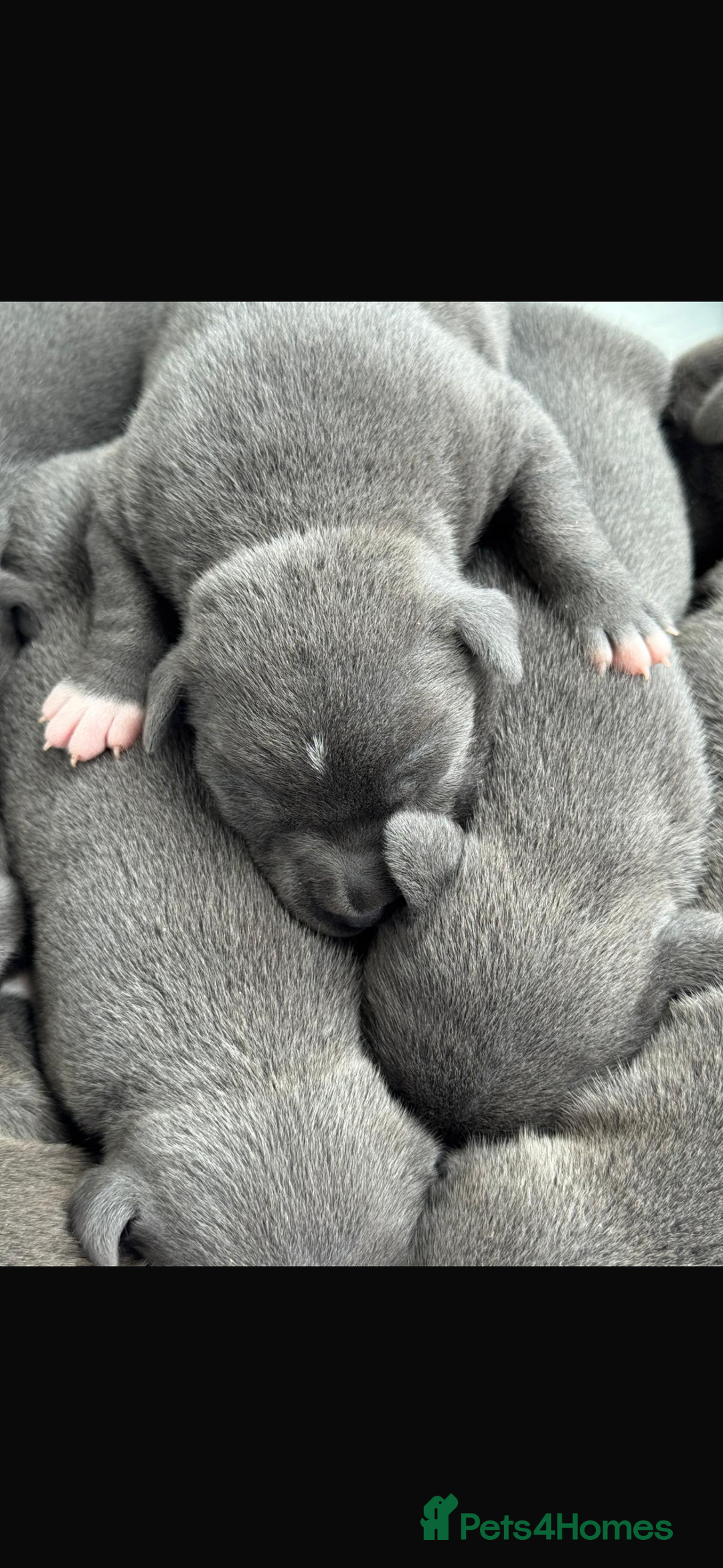 Staffordshire Bull Terrier dogs for stud: (ROCKY) rezevoire prince amond  - Image 8