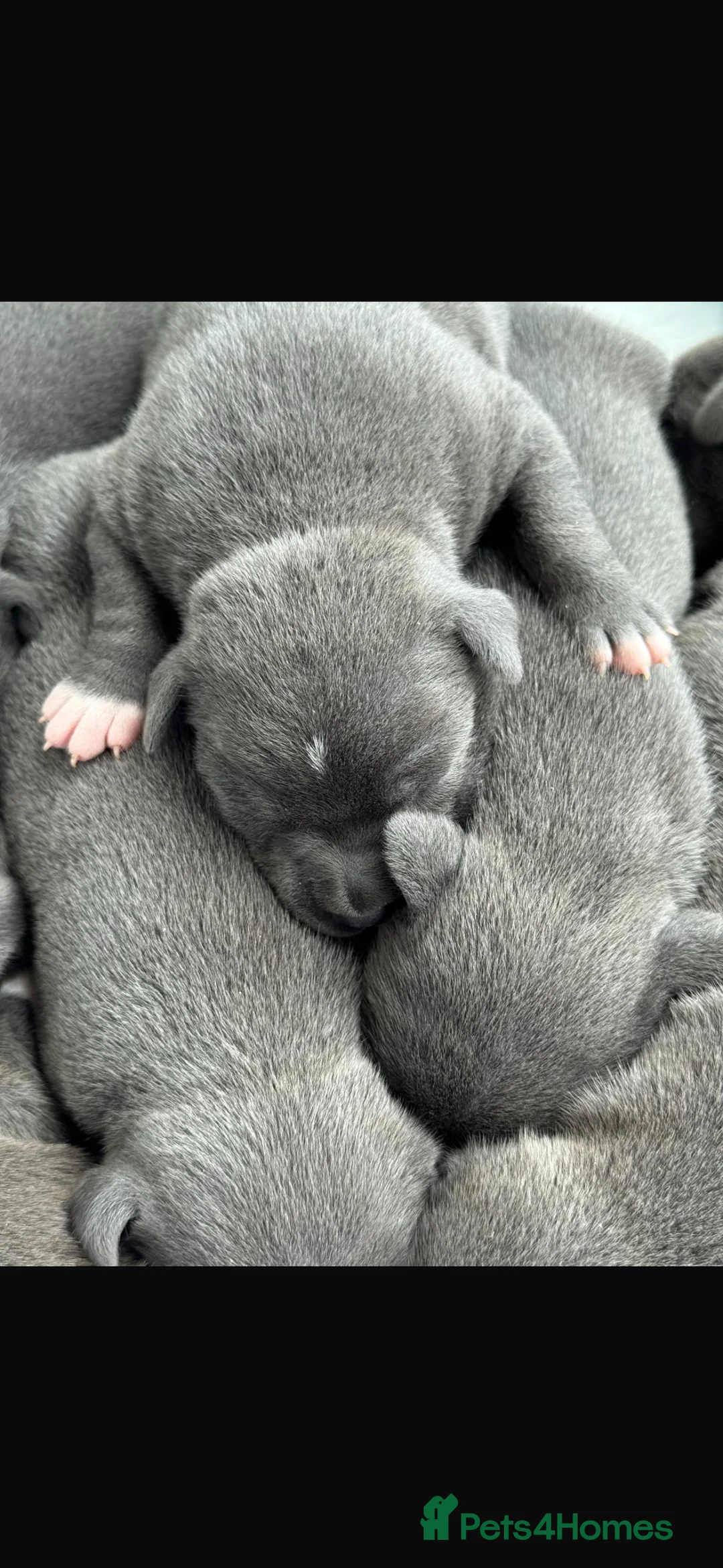 Staffordshire Bull Terrier dogs for stud: (ROCKY) rezevoire prince amond  - Advert 8