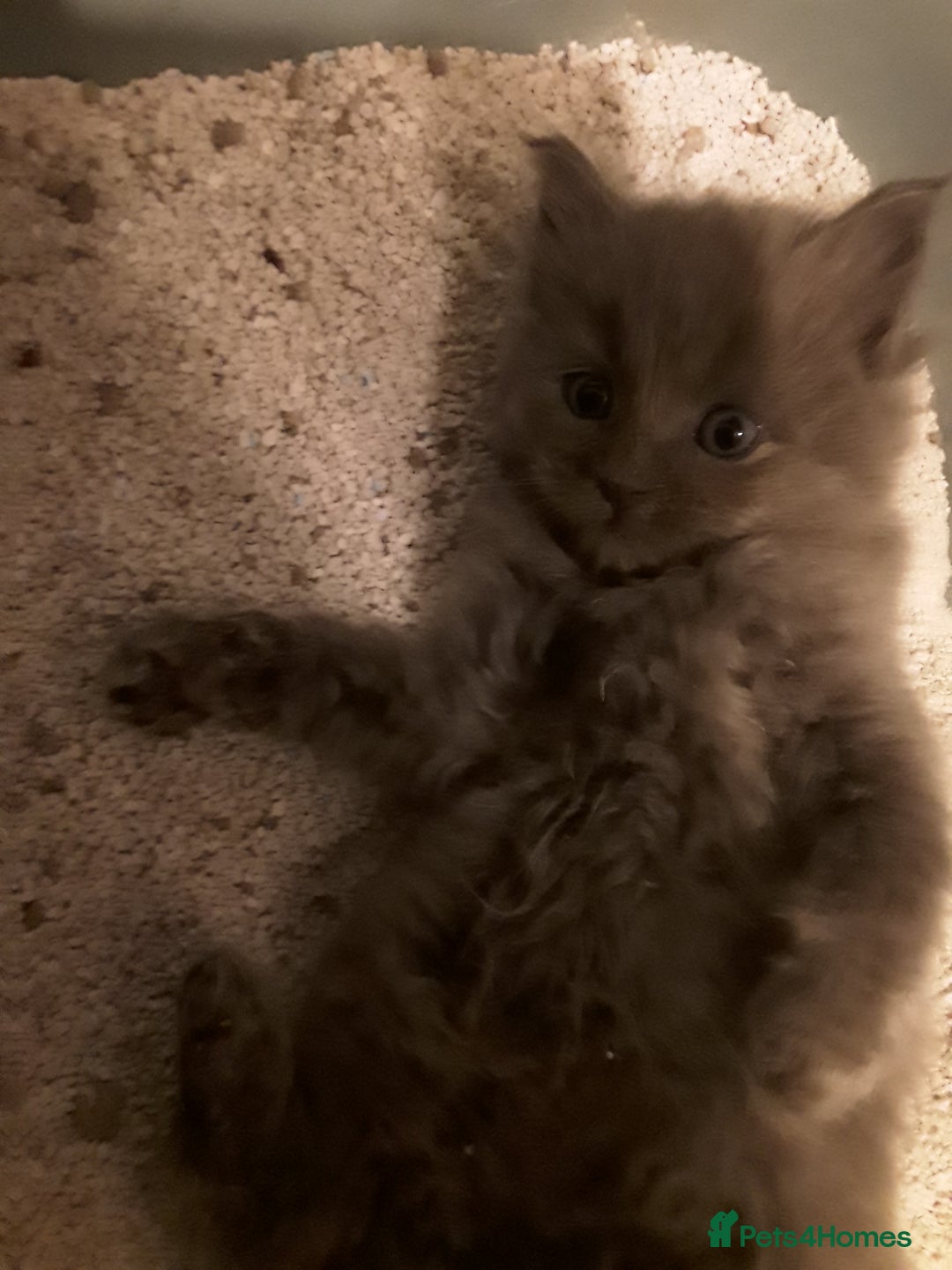 Maine Coon cats for sale: Mainecoon  x ragdolls - Advert 1