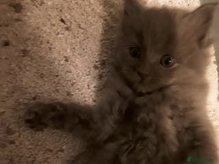 Maine Coon cats Mainecoon x ragdolls - Advert 1