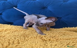 Sphynx cats for sale: Last FEMALE AVAILIBLE NOW!Parents HCM Clear  - Image 20