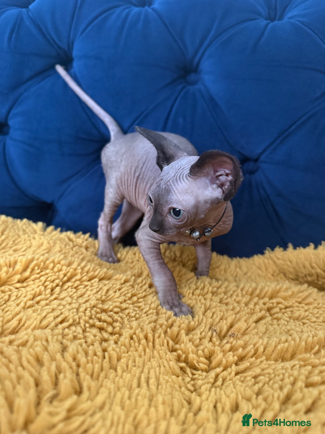 Sphynx cats for sale: Last FEMALE AVAILIBLE NOW!Parents HCM Clear  - Image 20
