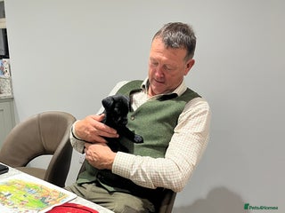 Labrador Retriever dogs - Advert 27