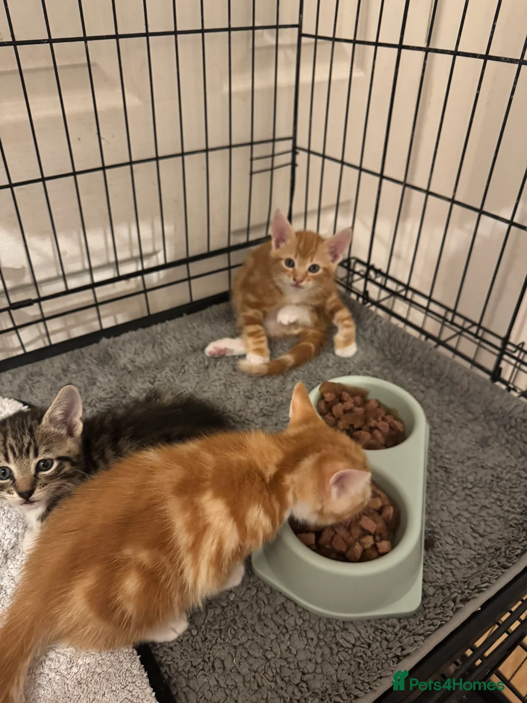 American Shorthair cats for sale: Beautiful Rare GingerKittens Alonghair X BSH cross - Advert 19