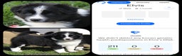 Border Collie dogs for stud: ISDS&KC Fully Tested Border Collie for Stud in Bicester - Advert 22