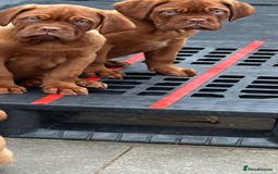 Dogue De Bordeaux dogs for sale: Pick of litter - Image 2