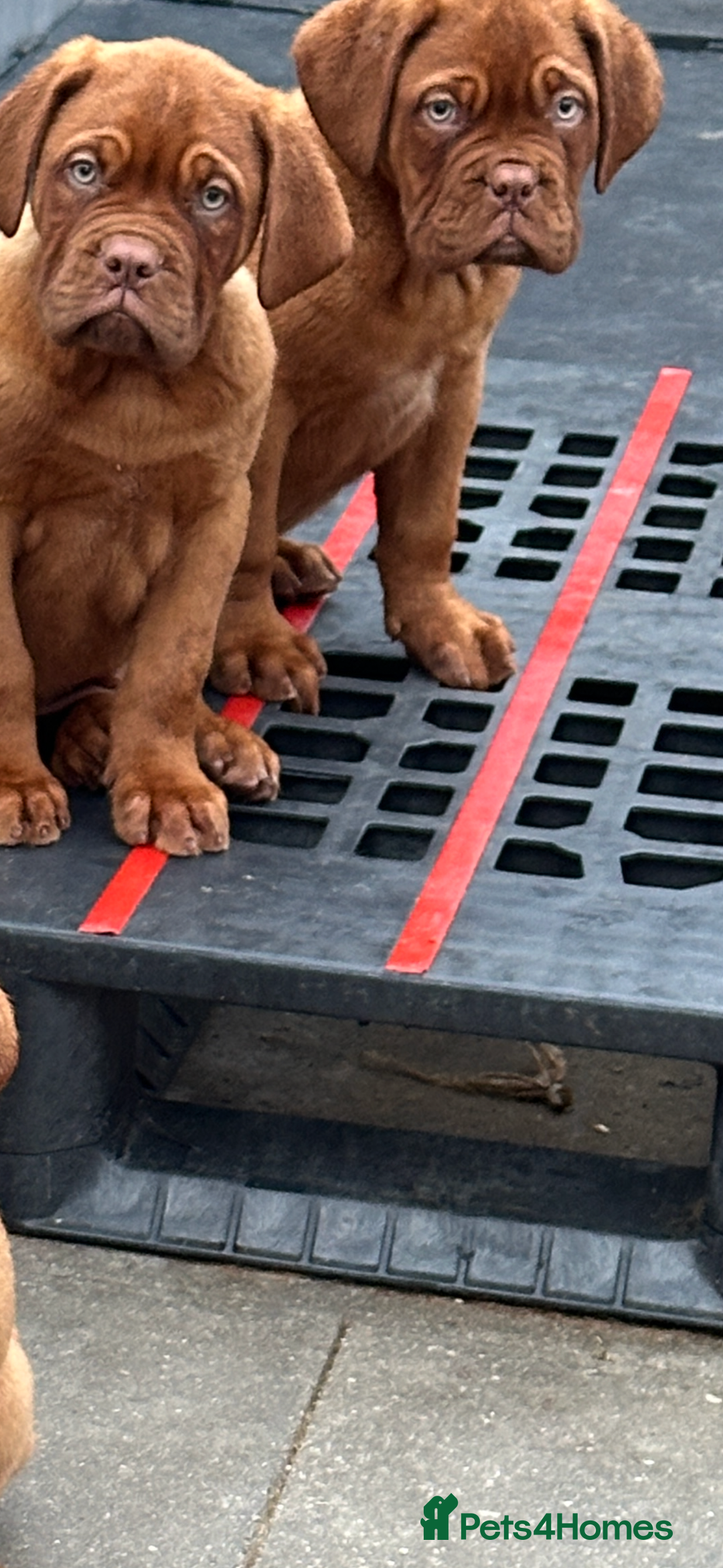 Dogue De Bordeaux dogs for sale: Pick of litter - Image 2