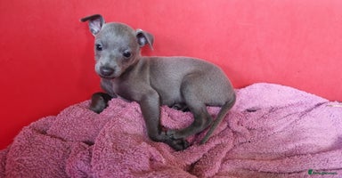 Italian Greyhound dogs - Advert 7