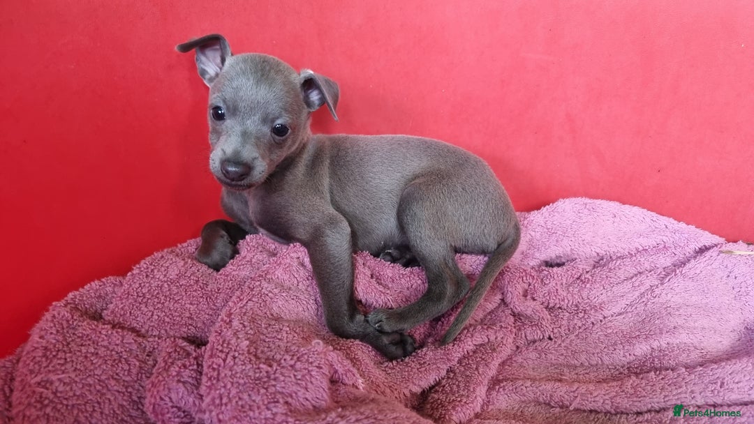 Italian Greyhound dogs for sale: Italian greyhound puppy's dorset - Image 3