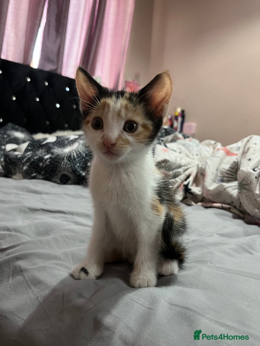 Mixed Breed cats for sale: Beautiful kittens - Image 8