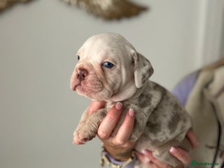 Old Tyme Bulldog dogs - Advert 12