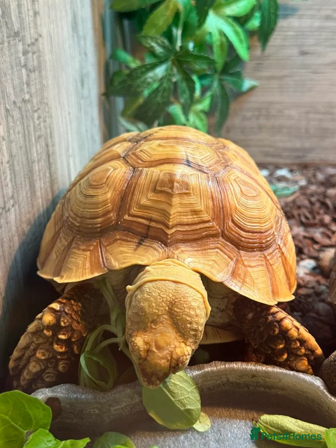 Tortoise reptiles for sale: Sulcata (True Ivory)  in Epsom - Advert 6