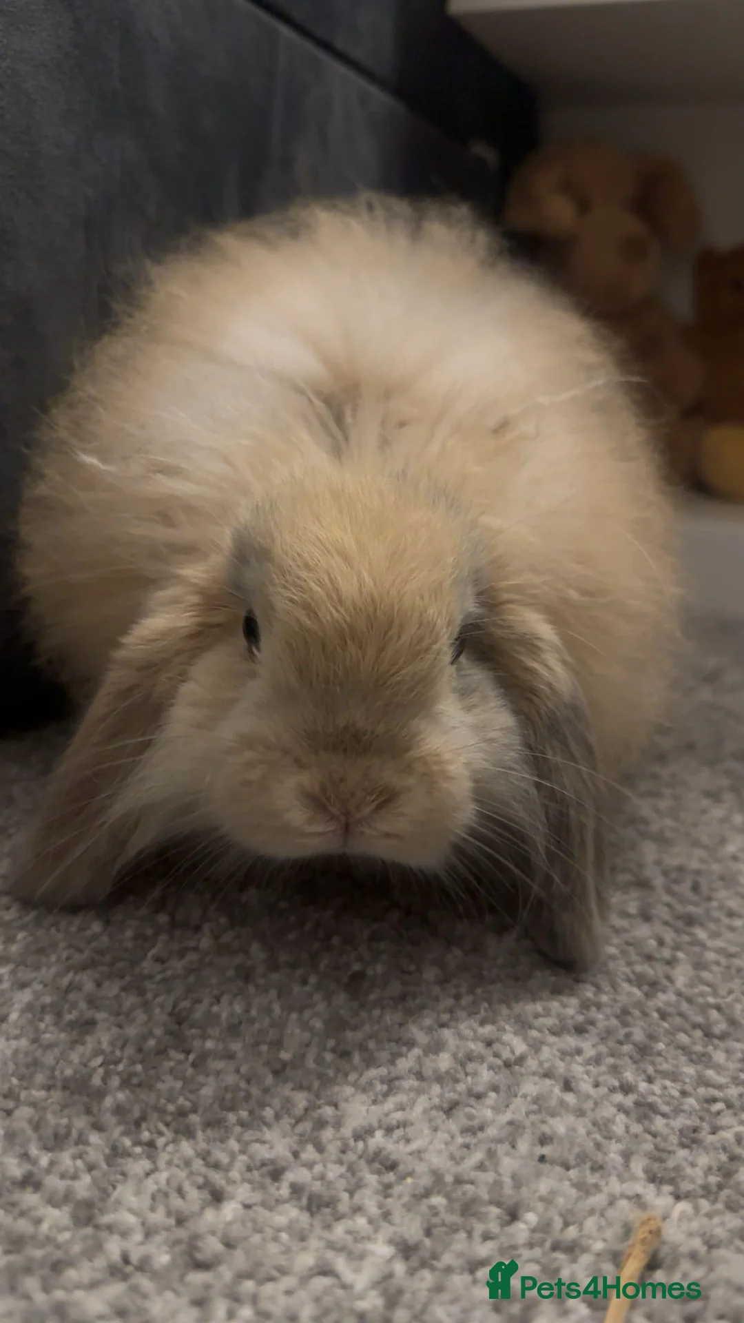 English Lop rabbits for sale: Beautiful Lop Bunny for Rehoming - Advert 2