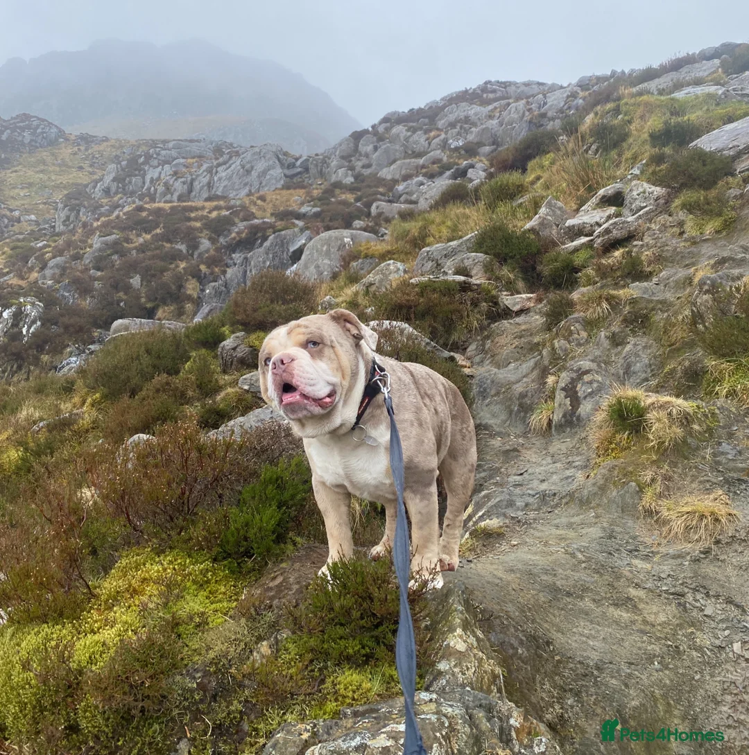 Mixed Breed dogs for sale: Mix English bulldog boy - Advert 2