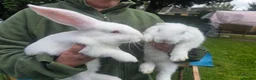 Continental Giant rabbits for sale: Baby giant rabbits - Advert 3