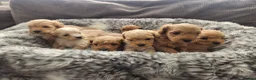 Cavapoo dogs for sale: Cavapoo's with puppy package included - Advert 1