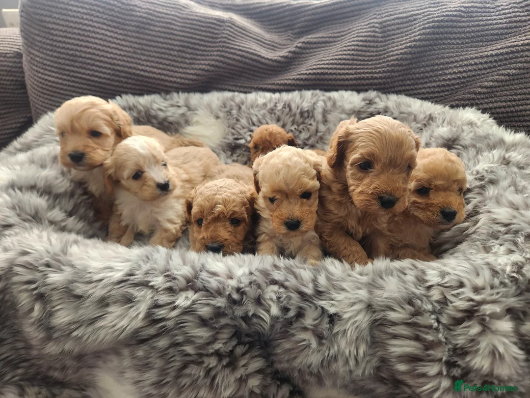 Cavapoo dogs for sale: Cavapoo's with puppy package included - Advert 1