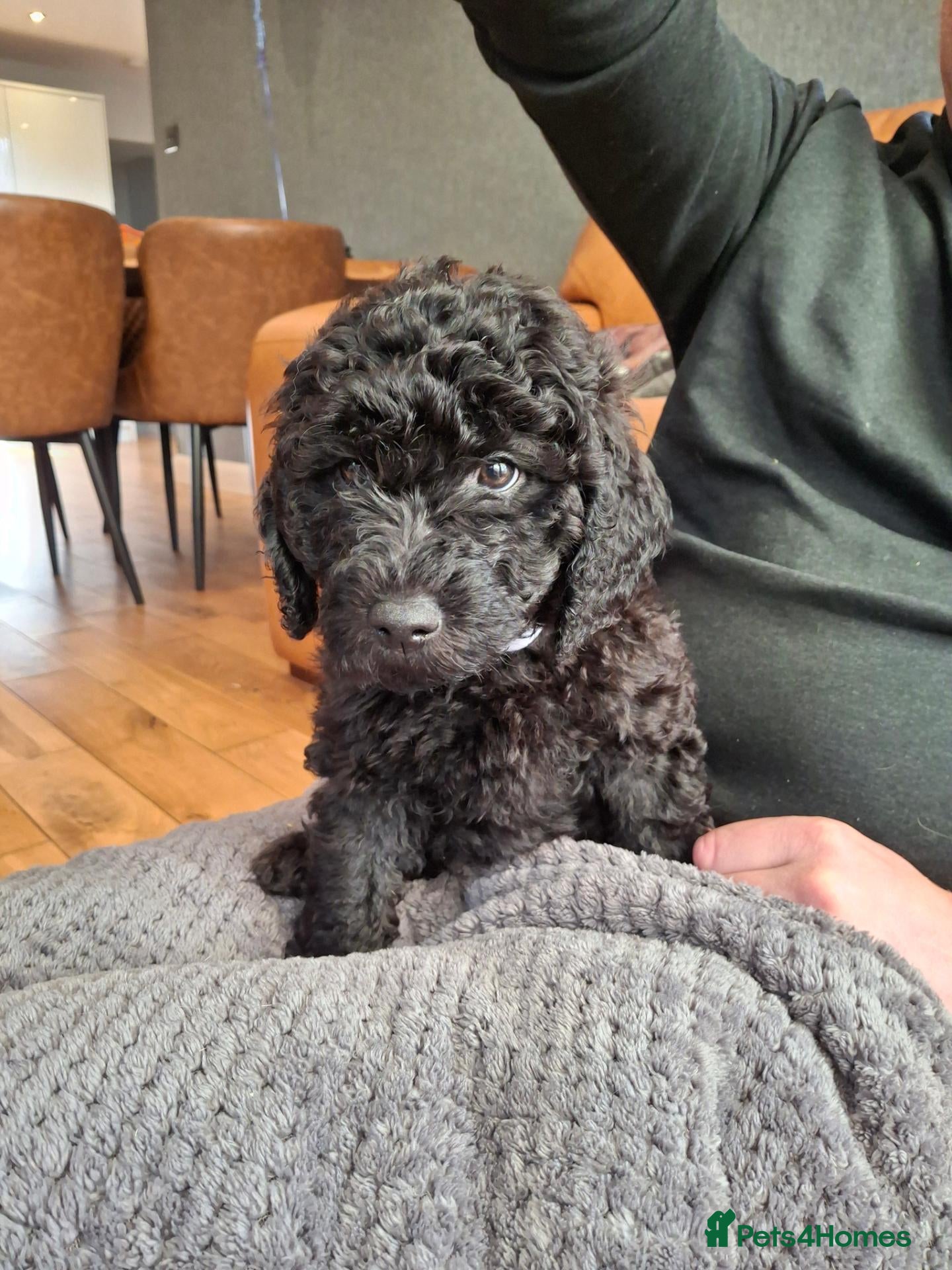 Labradoodle dogs  ⭐ Health-Tested Labradoodle Girls Ready Now - Advert 2