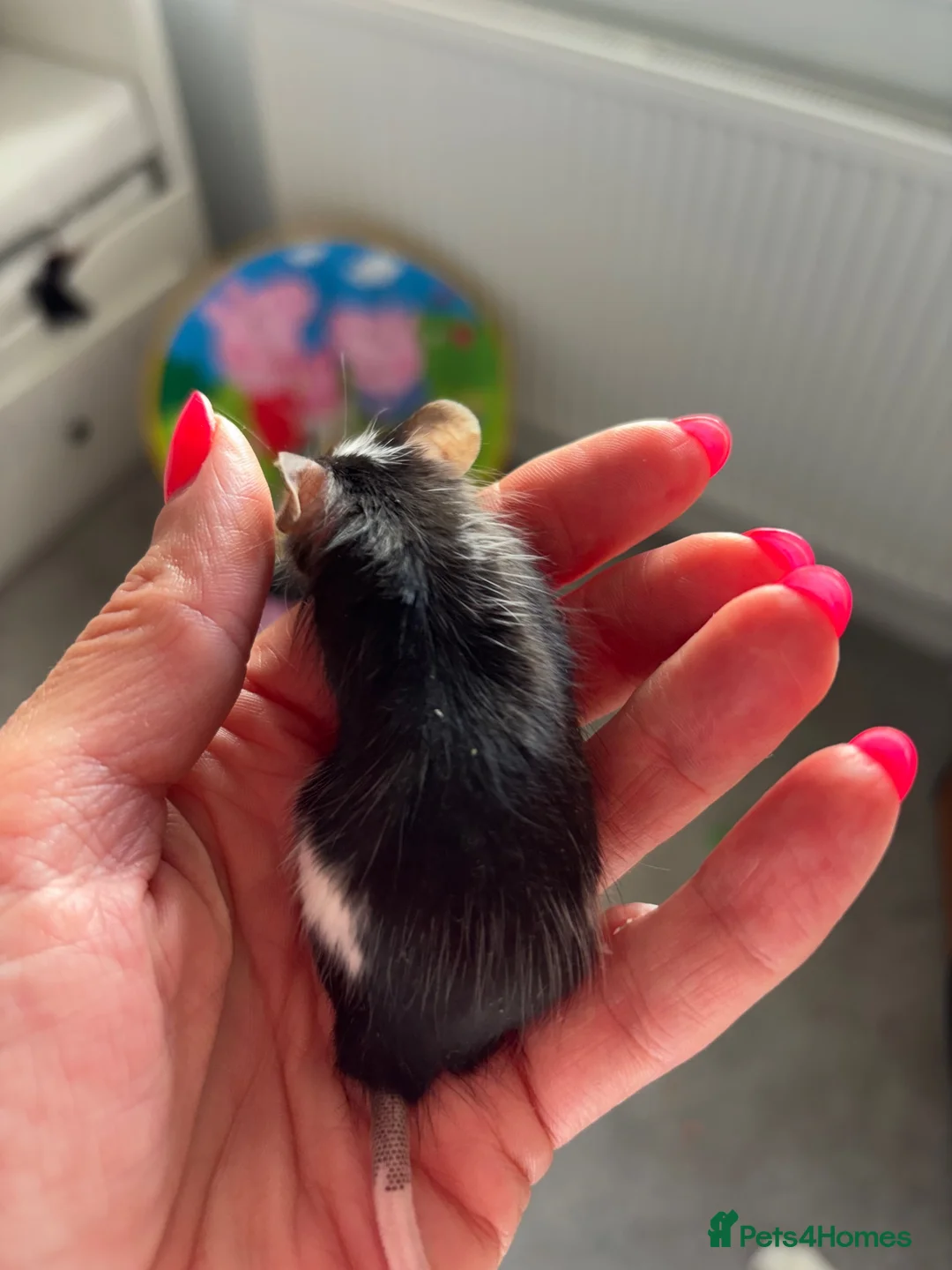 Mouse rodents for sale: Fancy Mice for sale in Wokingham - Advert 2