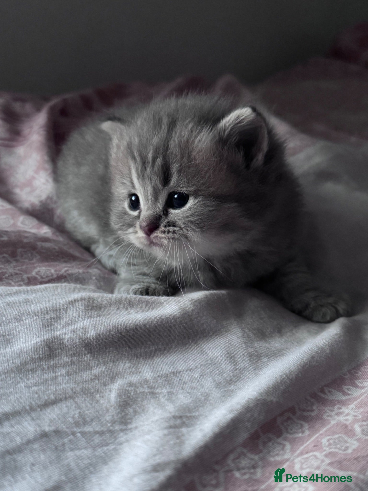 British Shorthair cats 🐾 Stunning British Shorthair × Persian Kittens 🐾 - Advert 1