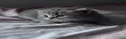British Shorthair cats for sale: 🐾 Stunning British Shorthair × Persian Kittens 🐾 - Advert 8