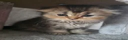 Scottish Fold cats for sale: Only 2 left!! Beautiful Scottish Fold Kittens  - Advert 6