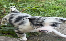 Border Collie dogs for sale: Beautiful border collie pups - Image 1