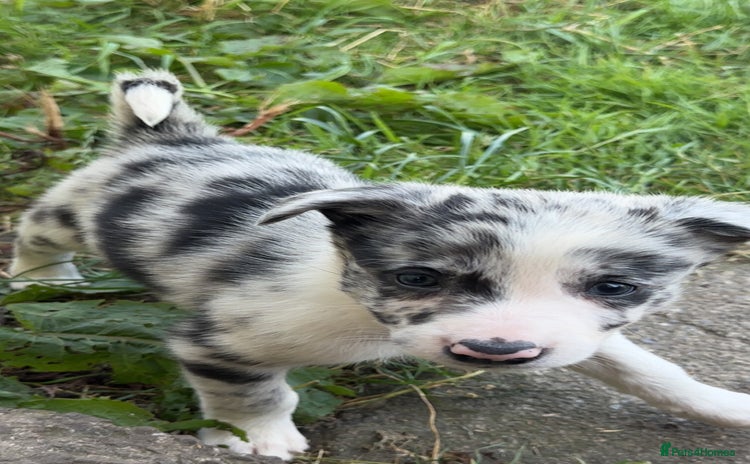 Border Collie dogs - Advert 9