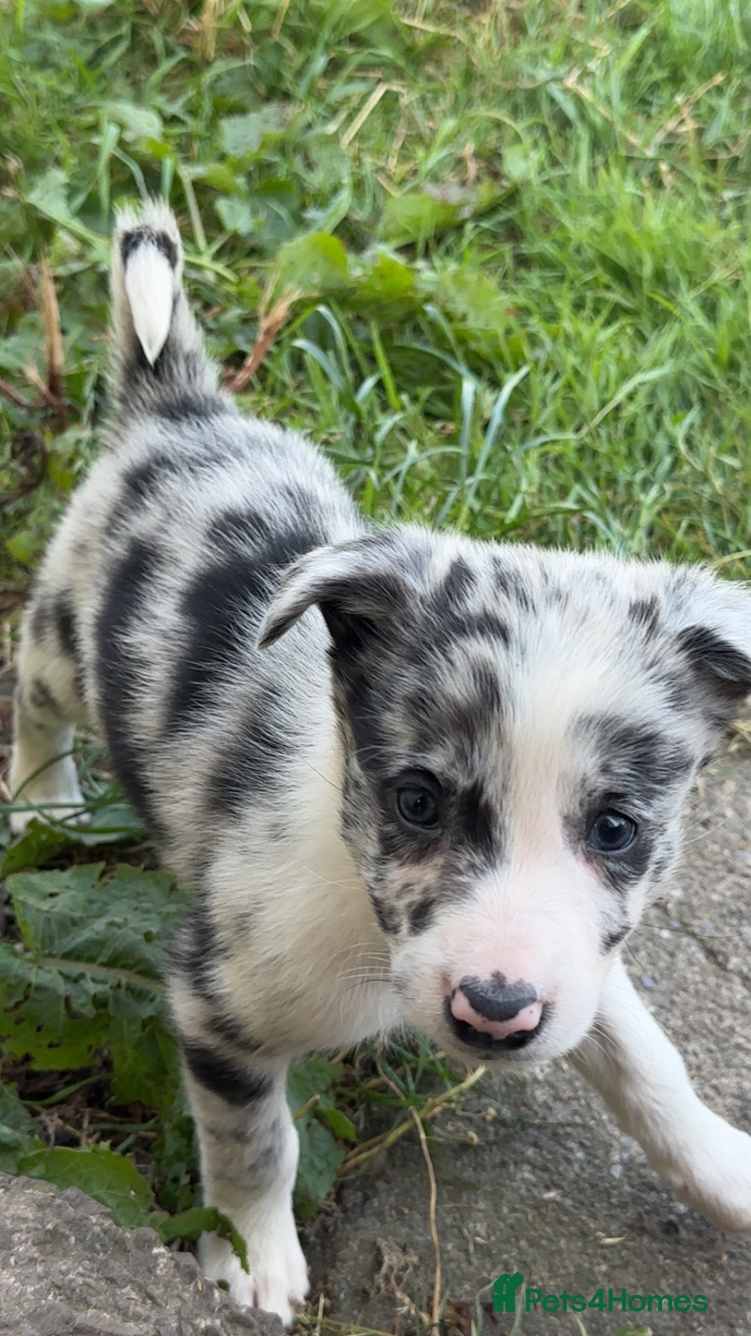 Border Collie dogs for sale: Beautiful border collie pups - Image 1
