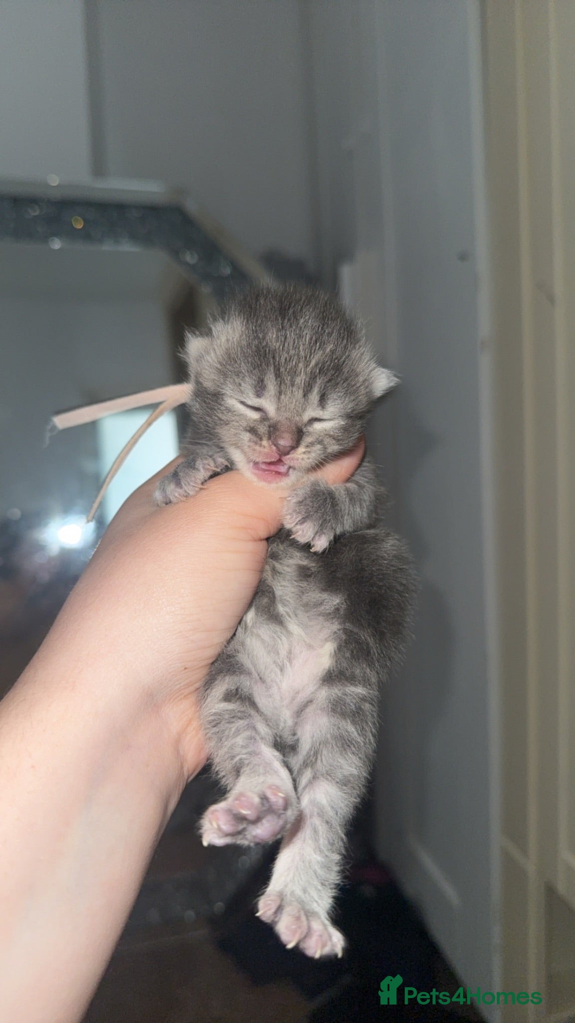 Mixed Breed cats Stunning silver and cream tabby kittens  - Advert 1