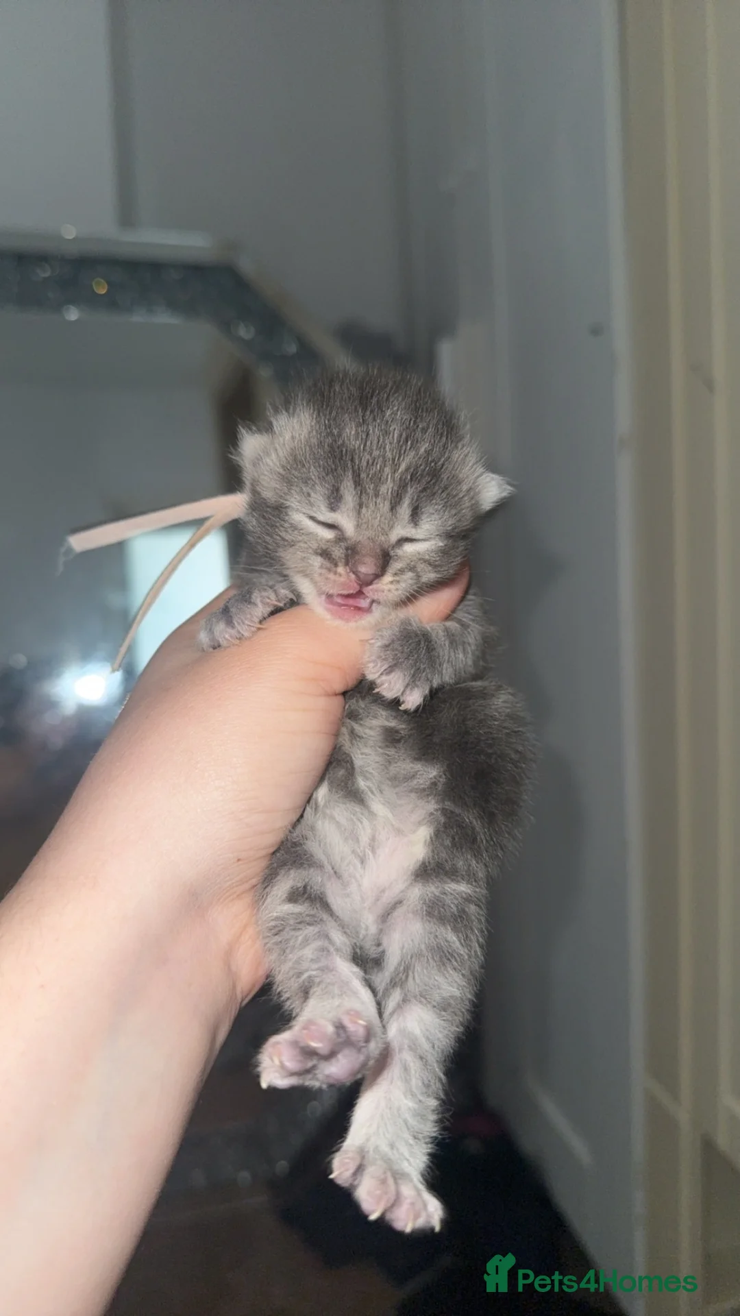 Mixed Breed cats for sale: Stunning silver and cream tabby kittens  - Advert 1
