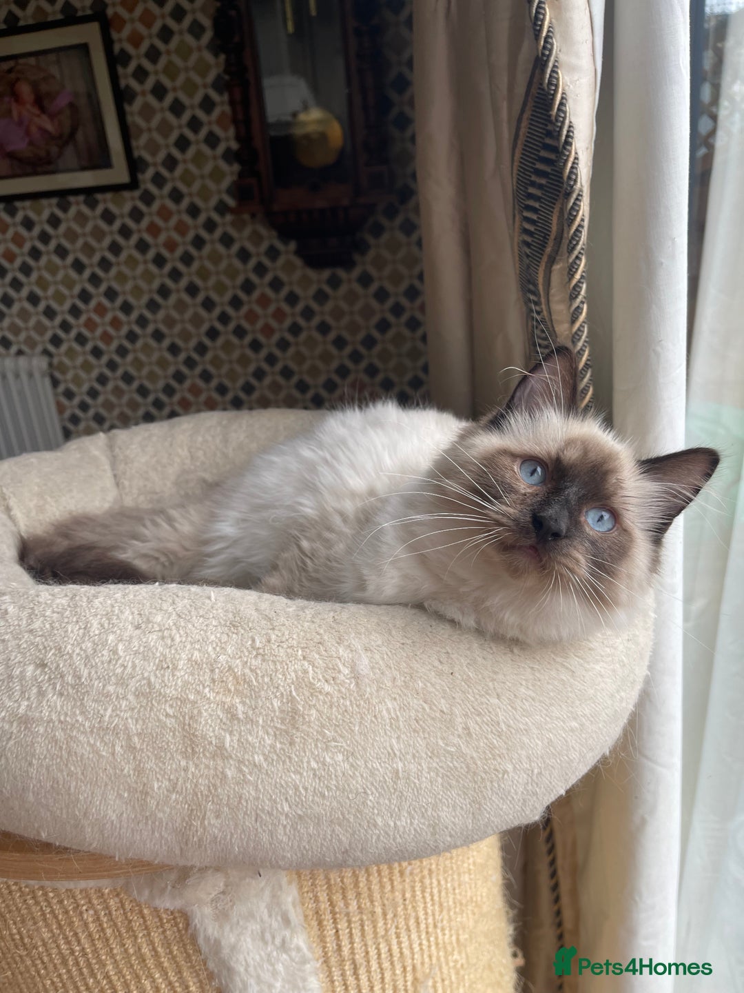 Ragdoll cats for sale: Cuddly GCCF Ragdoll Boy - Image 2
