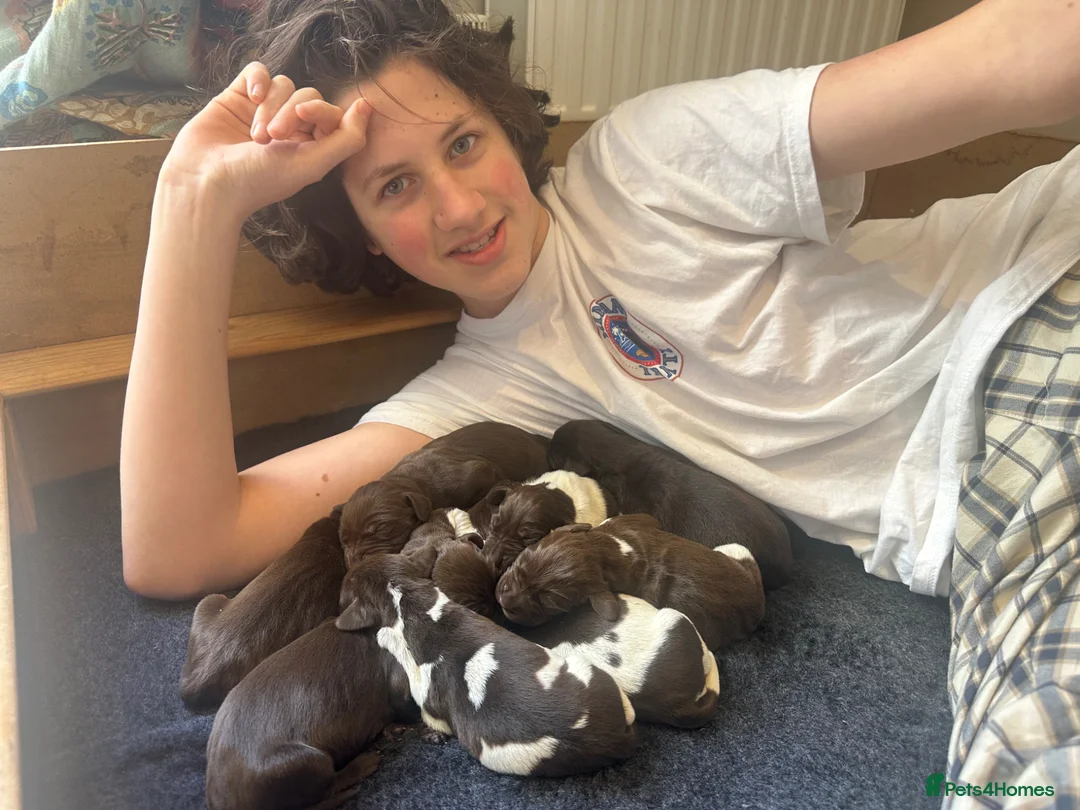 German Shorthaired Pointer dogs for sale: Litter of nine family raised GSPs  in Hinton Saint George - Advert 2