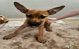 Mixed Breed dogs for sale: 3 puppies for sale - Image 13