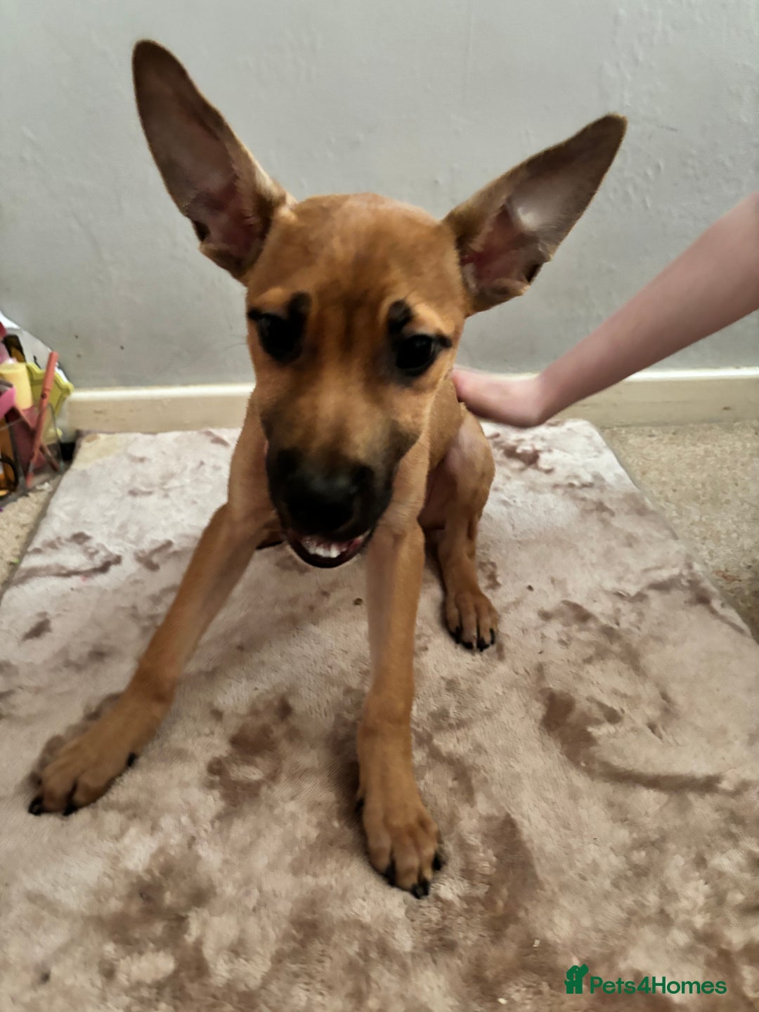 Mixed Breed dogs for sale: 3 puppies for sale - Image 13