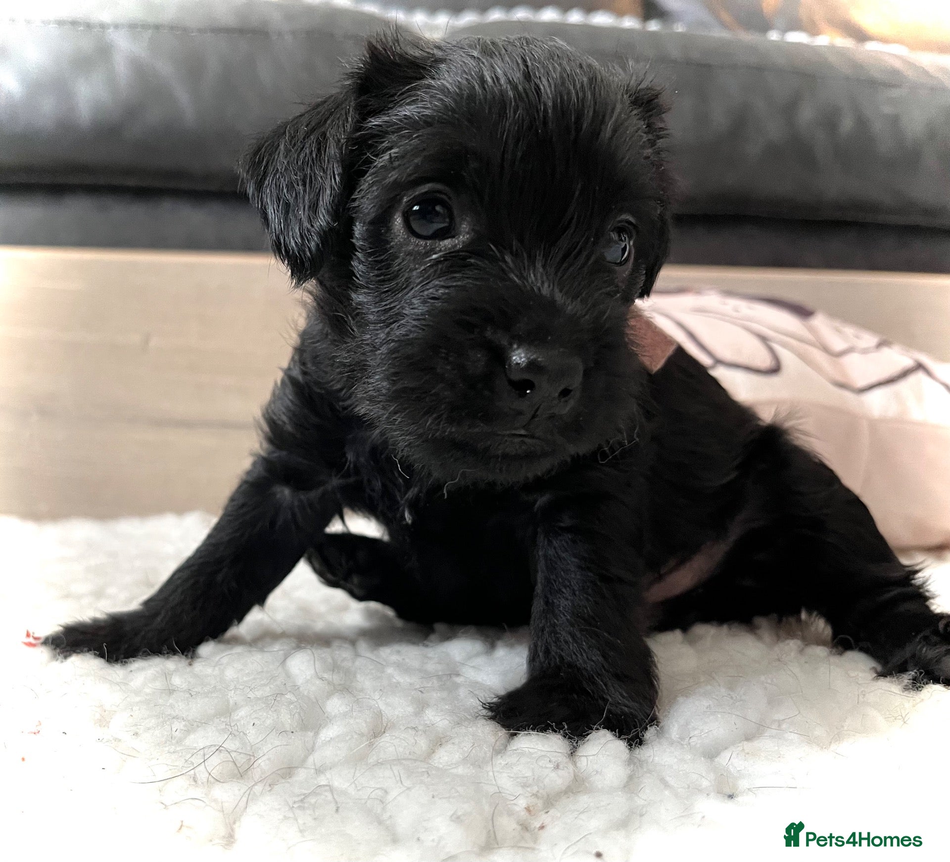 Patterdale Terrier dogs Stunning spooktacular Patterdale puppies  - Advert 11