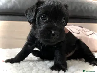 Patterdale Terrier dogs Stunning spooktacular Patterdale puppies - Advert 11