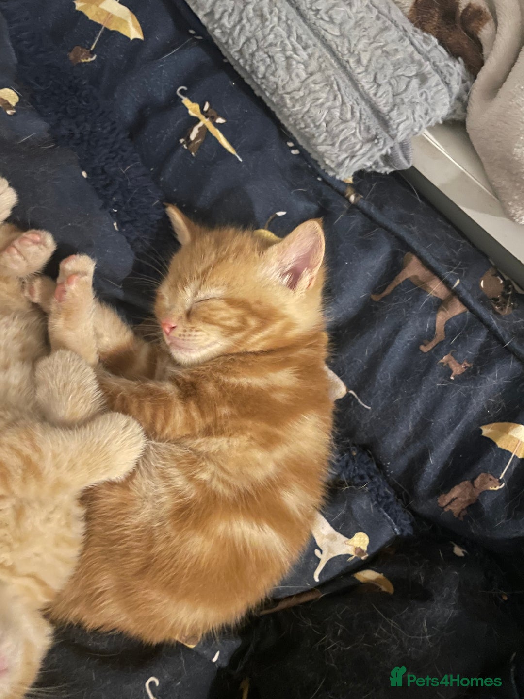 Mixed Breed cats for sale: Part Mainecoon Ginger Litter - Image 15