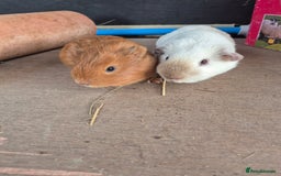 Guinea Pig rodents for sale: Guinea Piggies looking for new homes - Image 1