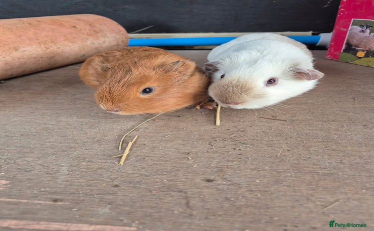 Guinea Pig rodents - Advert 19