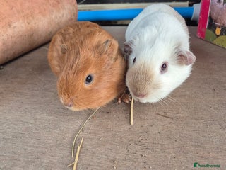 Guinea Pig rodents - Advert 15