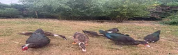 Ducks poultry for sale: Muscovy Ducks for sale - Male & Female - Advert 26